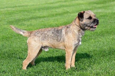 photo chien: Border Terrier